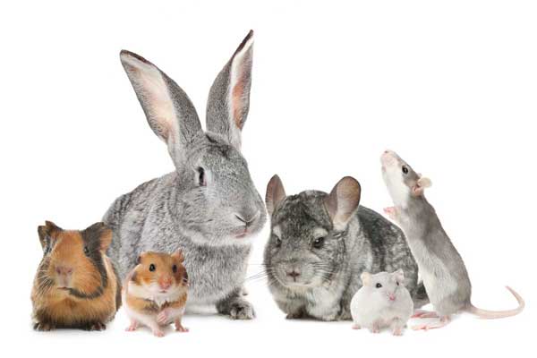 Grand lagomorphe (lapin) et petits rongeurs (hamster, souris, rat), fréquemment présents dans nos maisons